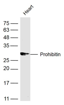 Prohibitin Rabbit Polyclonal Antibody