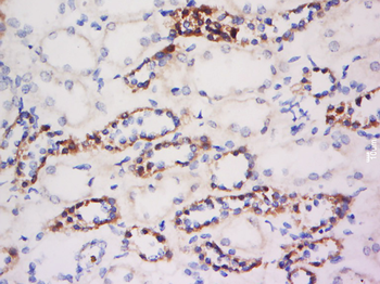 Prohibitin Rabbit Polyclonal Antibody