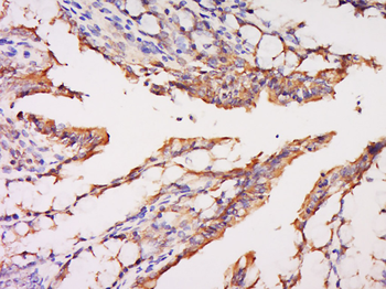 Prohibitin Rabbit Polyclonal Antibody