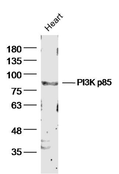PIK3R1 Rabbit Polyclonal Antibody