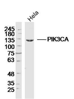 PIK3CA Rabbit Polyclonal Antibody