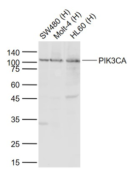 PIK3CA Rabbit Polyclonal Antibody