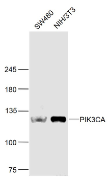 PIK3CA Rabbit Polyclonal Antibody
