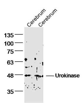 Urokinase Rabbit Polyclonal Antibody