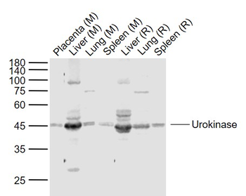 Urokinase Rabbit Polyclonal Antibody