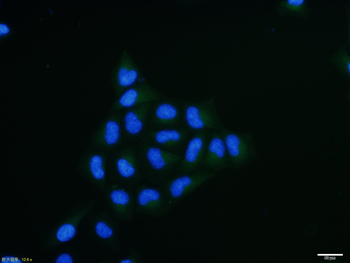 PPP4C Rabbit Polyclonal Antibody