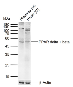 PPAR delta + beta Rabbit Polyclonal Antibody