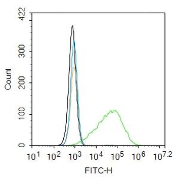 AKT1 Rabbit Polyclonal Antibody