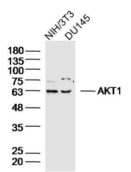 AKT1 Rabbit Polyclonal Antibody