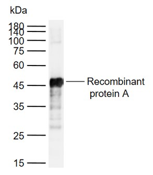 Protein A Rabbit Polyclonal Antibody