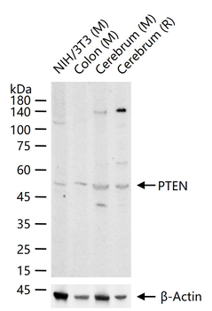 PTEN Rabbit Polyclonal Antibody