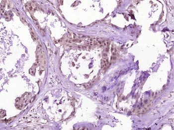 PTEN Rabbit Polyclonal Antibody