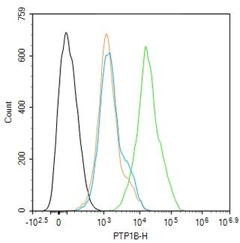 PTPN1 Rabbit Polyclonal Antibody