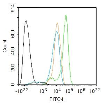 Phospho-RAF1 (Ser338/Tyr340) Rabbit Polyclonal Antibody