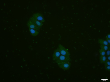 Phospho-Rb (Ser780) Rabbit Polyclonal Antibody