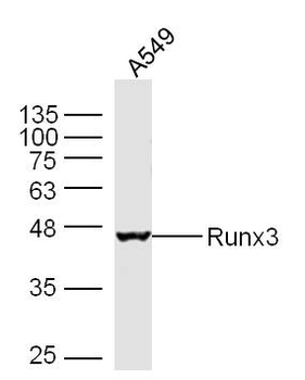 Runx3 Rabbit Polyclonal Antibody