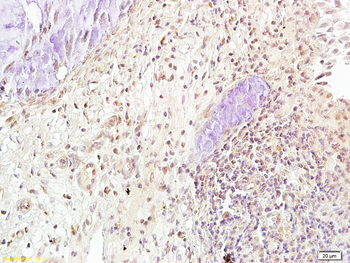 Runx3 Rabbit Polyclonal Antibody