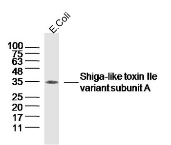 Shiga-like toxin IIe variant subunit A Rabbit Polyclonal Antibody