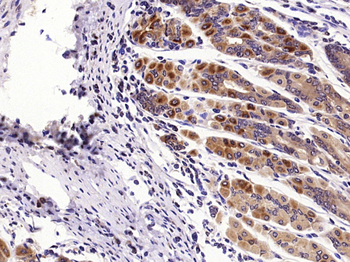 Shh Rabbit Polyclonal Antibody