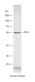 Shh Rabbit Polyclonal Antibody