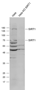 SIRT1 Rabbit Polyclonal Antibody