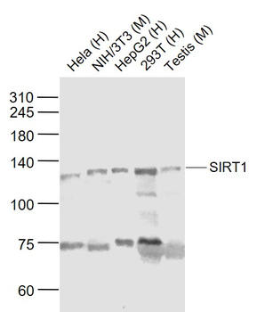 SIRT1 Rabbit Polyclonal Antibody