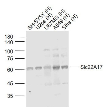 Slc22A17 Rabbit Polyclonal Antibody