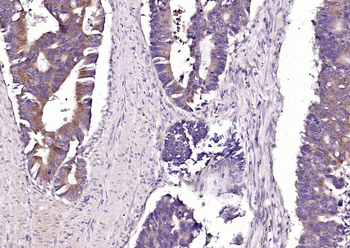 CRIM1 Rabbit Polyclonal Antibody