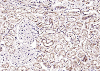 CRIM1 Rabbit Polyclonal Antibody