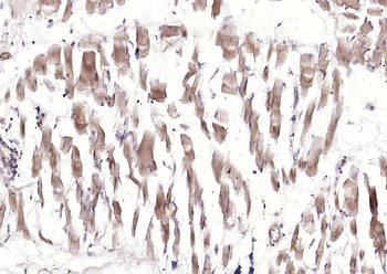 CRIM1 Rabbit Polyclonal Antibody