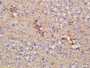 CRIM1 Rabbit Polyclonal Antibody