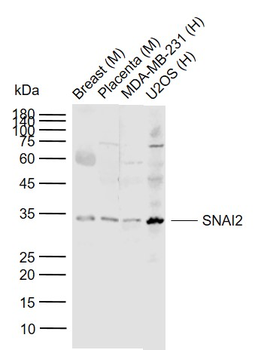 SNAI2 Rabbit Polyclonal Antibody