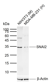 SNAI2 Rabbit Polyclonal Antibody