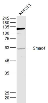 Smad4 Rabbit Polyclonal Antibody