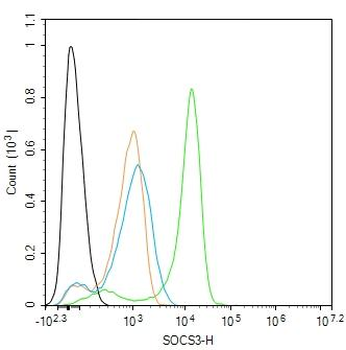 SOCS3 Rabbit Polyclonal Antibody