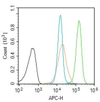 SP1 Rabbit Polyclonal Antibody