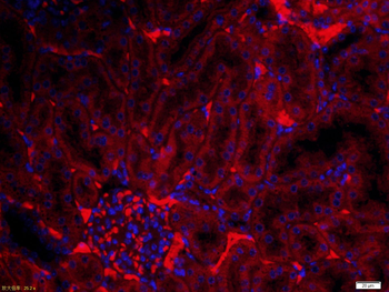 SPARC Rabbit Polyclonal Antibody