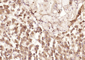 SPARC Rabbit Polyclonal Antibody