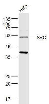 SRC Rabbit Polyclonal Antibody
