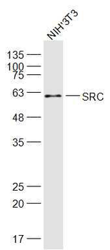 SRC Rabbit Polyclonal Antibody