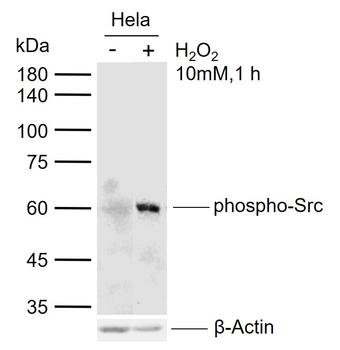 Phospho-Src (Tyr529) Rabbit Polyclonal Antibody