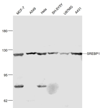 SREBP1 Rabbit Polyclonal Antibody