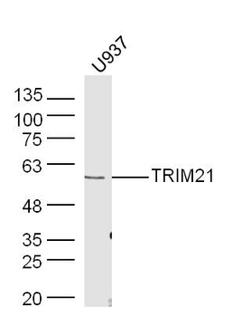 TRIM21 Rabbit Polyclonal Antibody