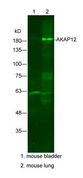 AKAP12 Rabbit Polyclonal Antibody