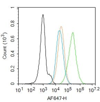 FUT4 Rabbit Polyclonal Antibody