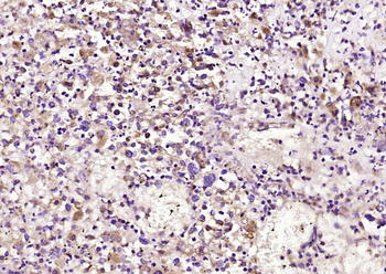 STAT5 Rabbit Polyclonal Antibody