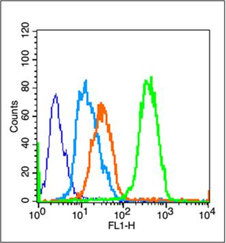 Survivin Rabbit Polyclonal Antibody