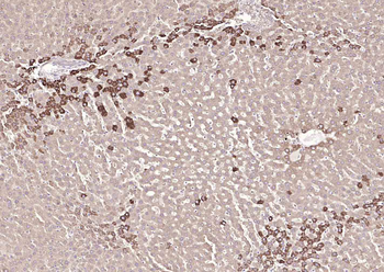 SYVN1 Rabbit Polyclonal Antibody
