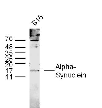 Alpha-Synuclein Rabbit Polyclonal Antibody