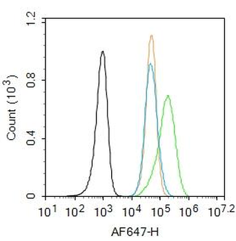 MAP2 Rabbit Polyclonal Antibody